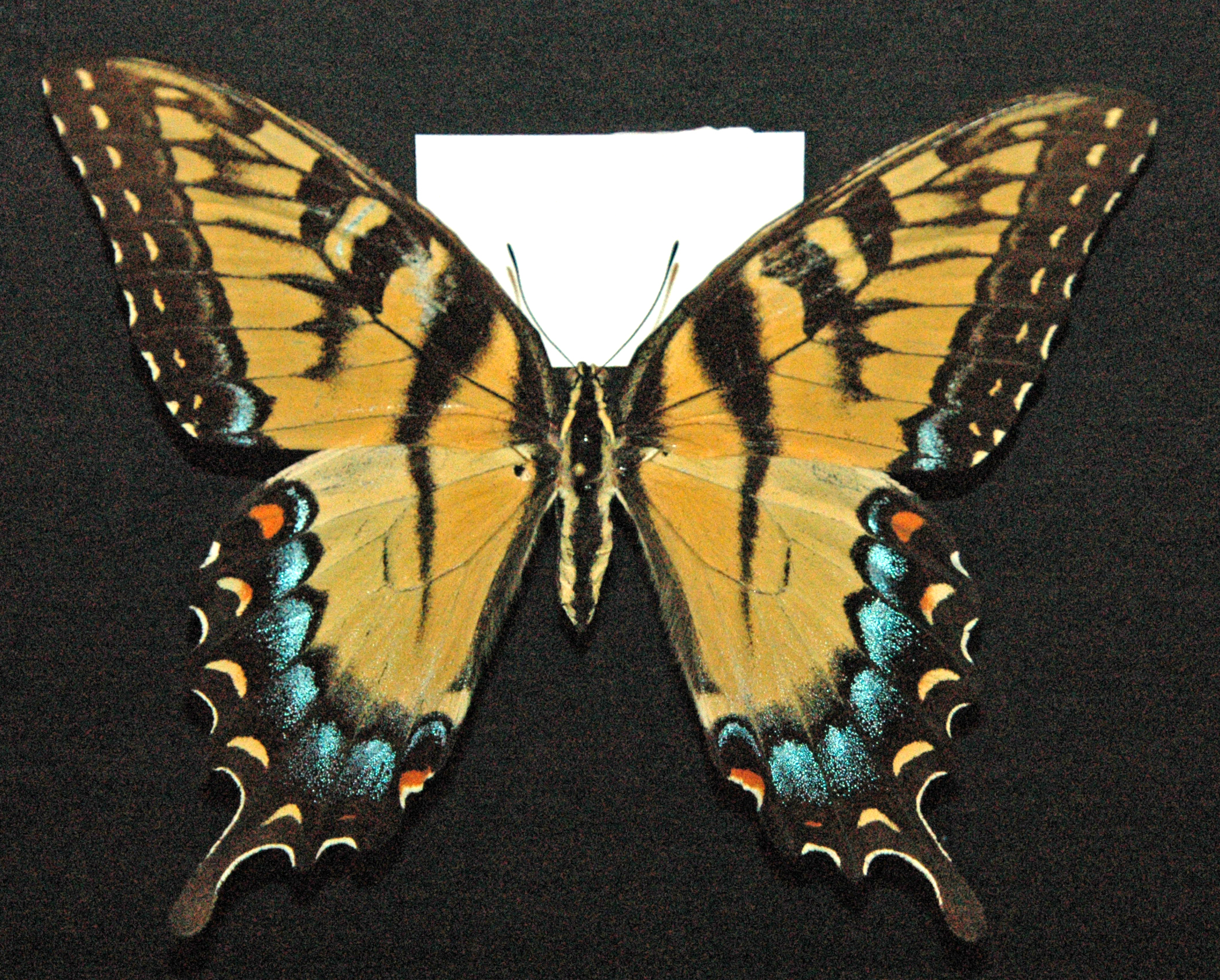 a erfly sits upon a black surface against a plain backdrop