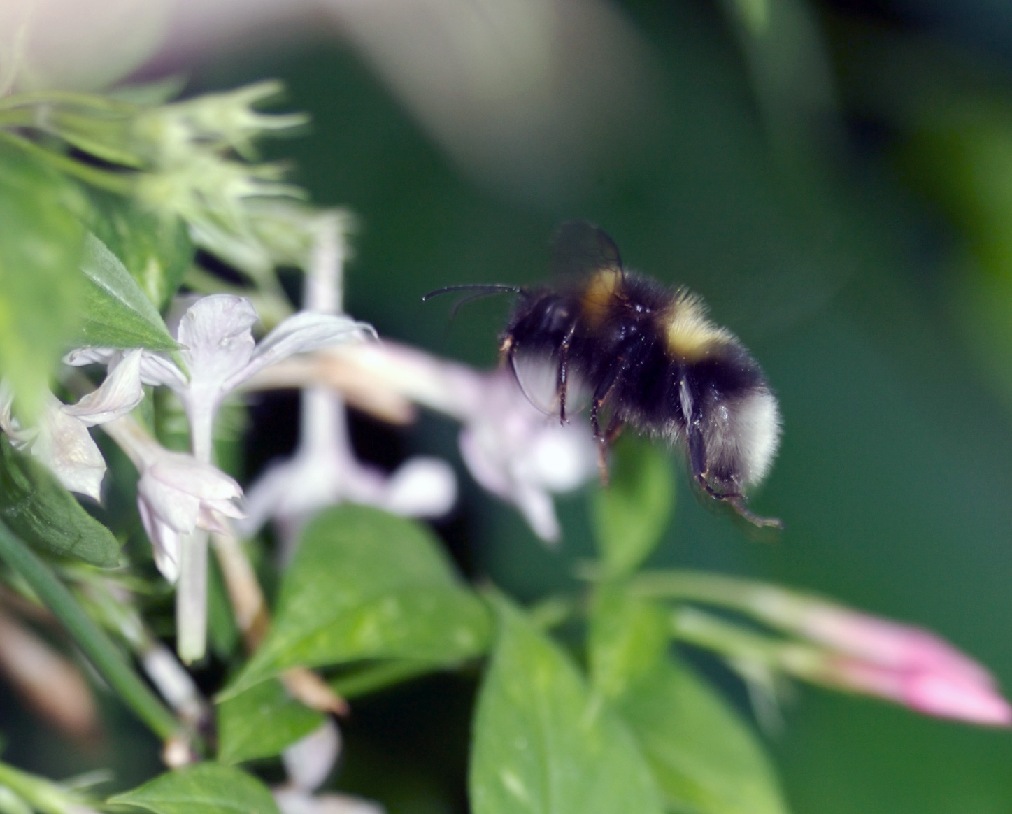 a bum is flying around a cluster of flowers