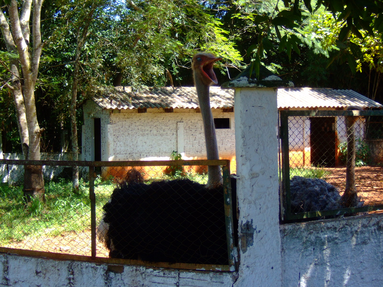 a large animal standing behind a gated enclosure
