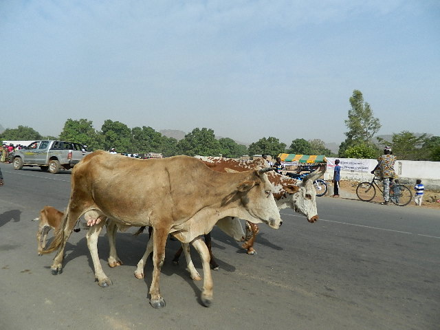 two cows crossing the road in front of cars