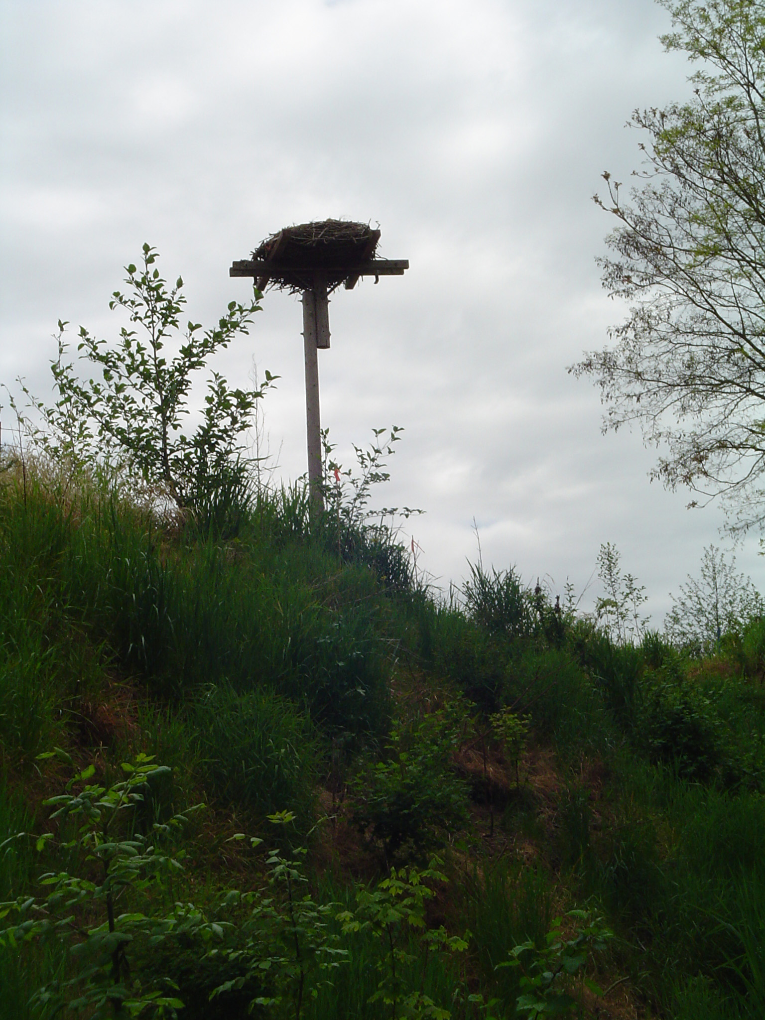 a large birdhouse sitting atop of a grass covered hill
