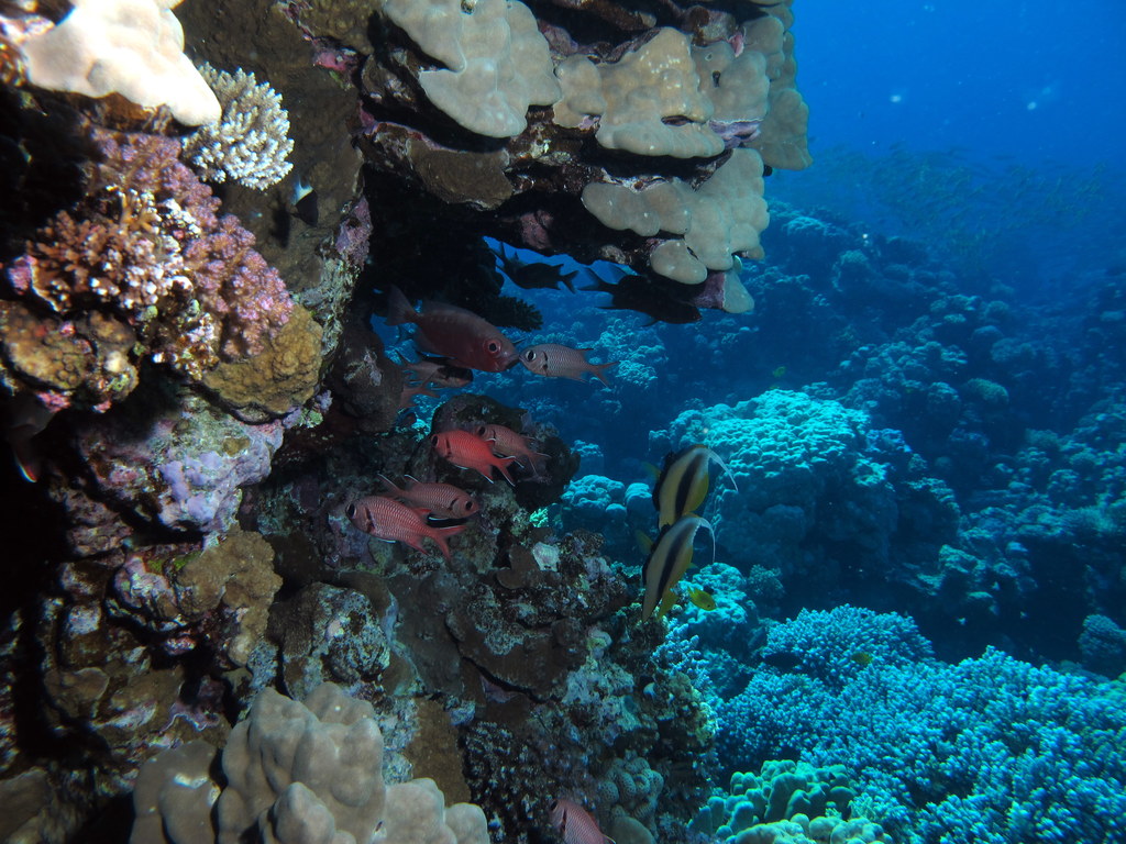 the reef fish are colorfully swimming over the coral