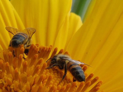two bees sitting on a bright yellow flower