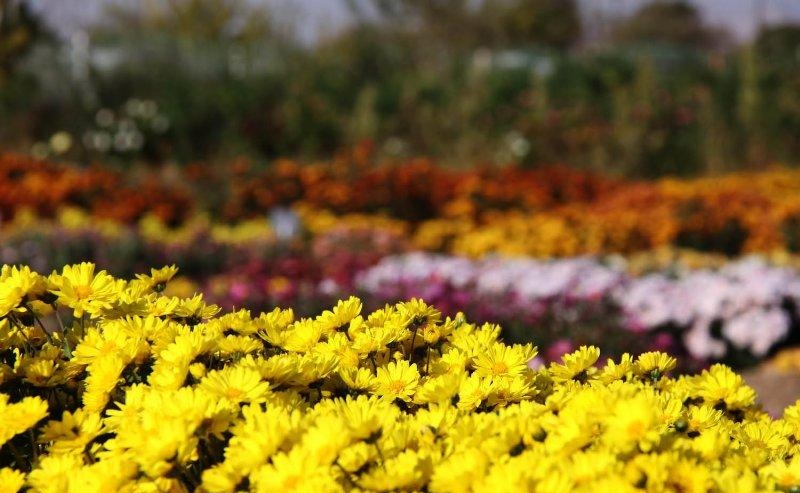 an array of yellow and purple flowers in rows