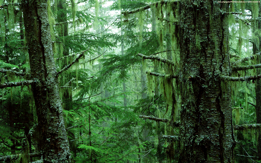 a very large bunch of trees in a green forest