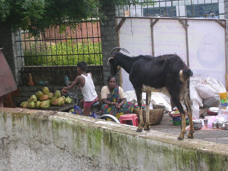 a man stands next to a cow in the street