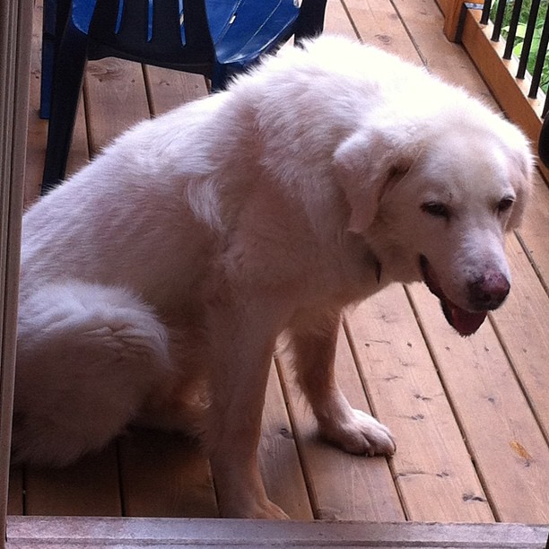 there is a white dog sitting on a deck outside