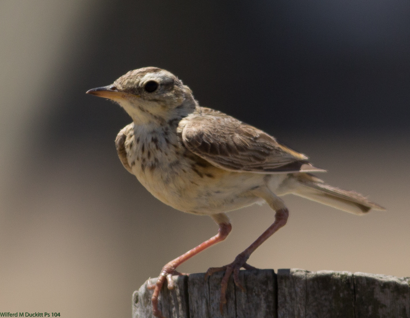 a small bird on the end of a wooden fence post