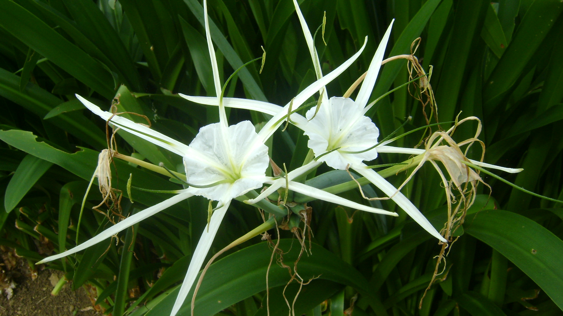 two white flowers blooming out of green leaves