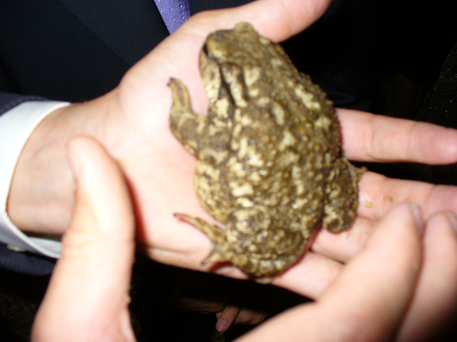 a person holding a green frog in their hands