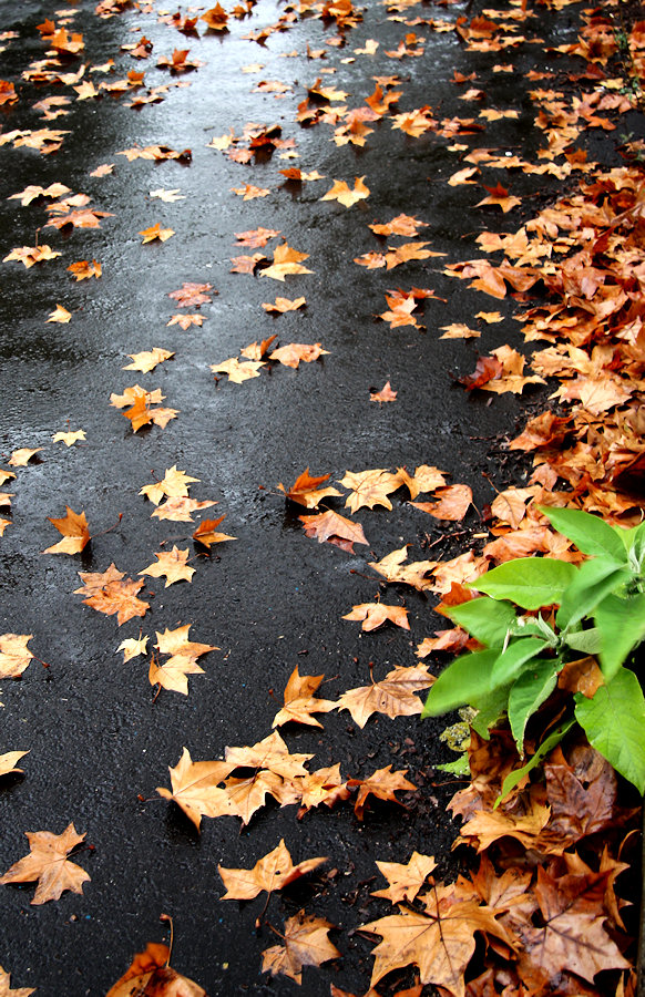 an image of a wet city street with leaves on it