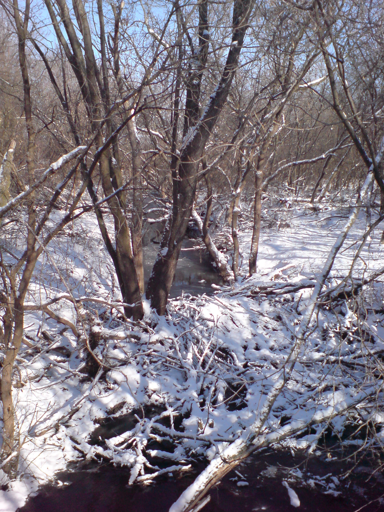 some snow trees and water in the woods