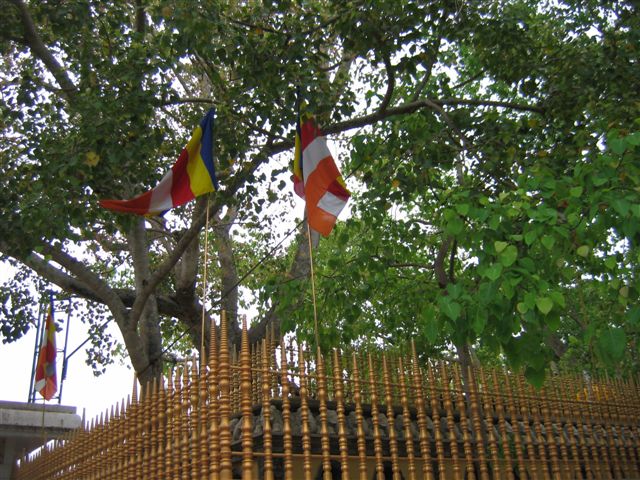 there are two flags hanging on a tree