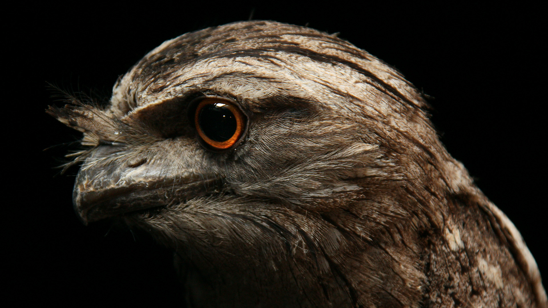 an image of an owl looking into the camera