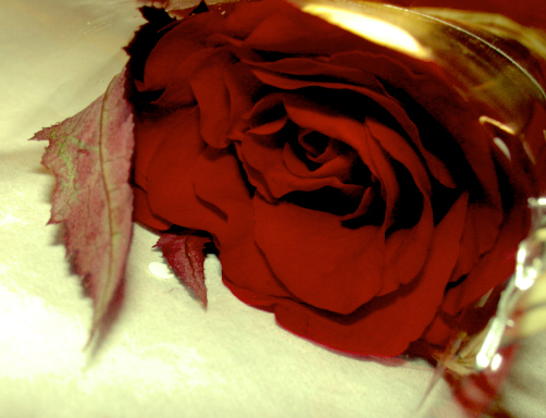 a close - up s of a rose sitting in a glass vase