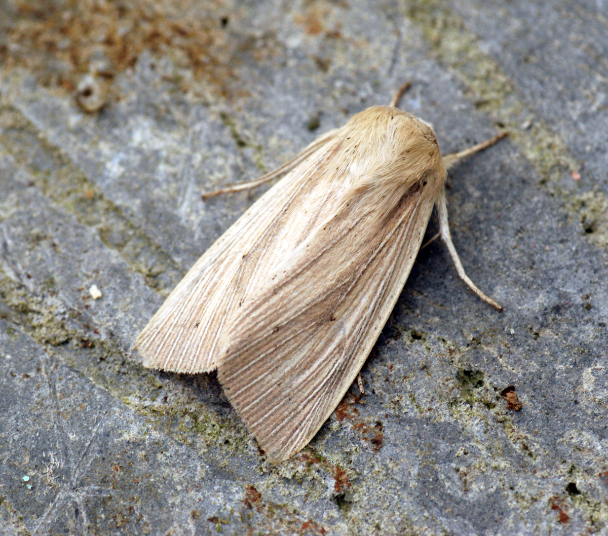 a large brown moth resting on concrete, close up