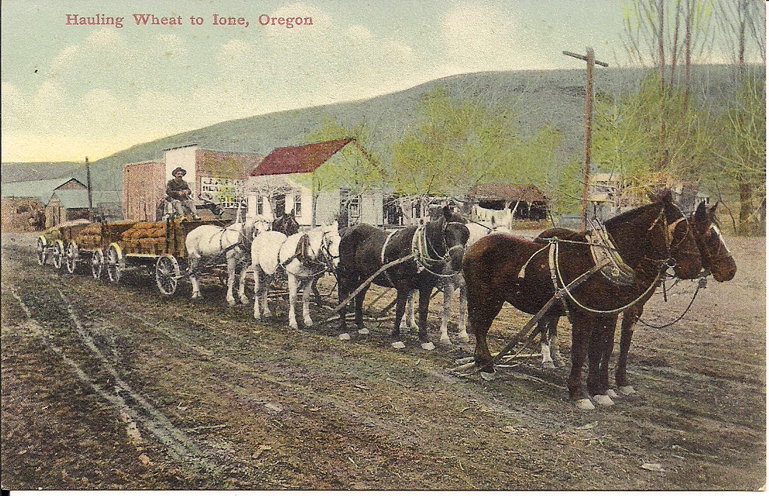 a group of horses pulling some people in a buggy