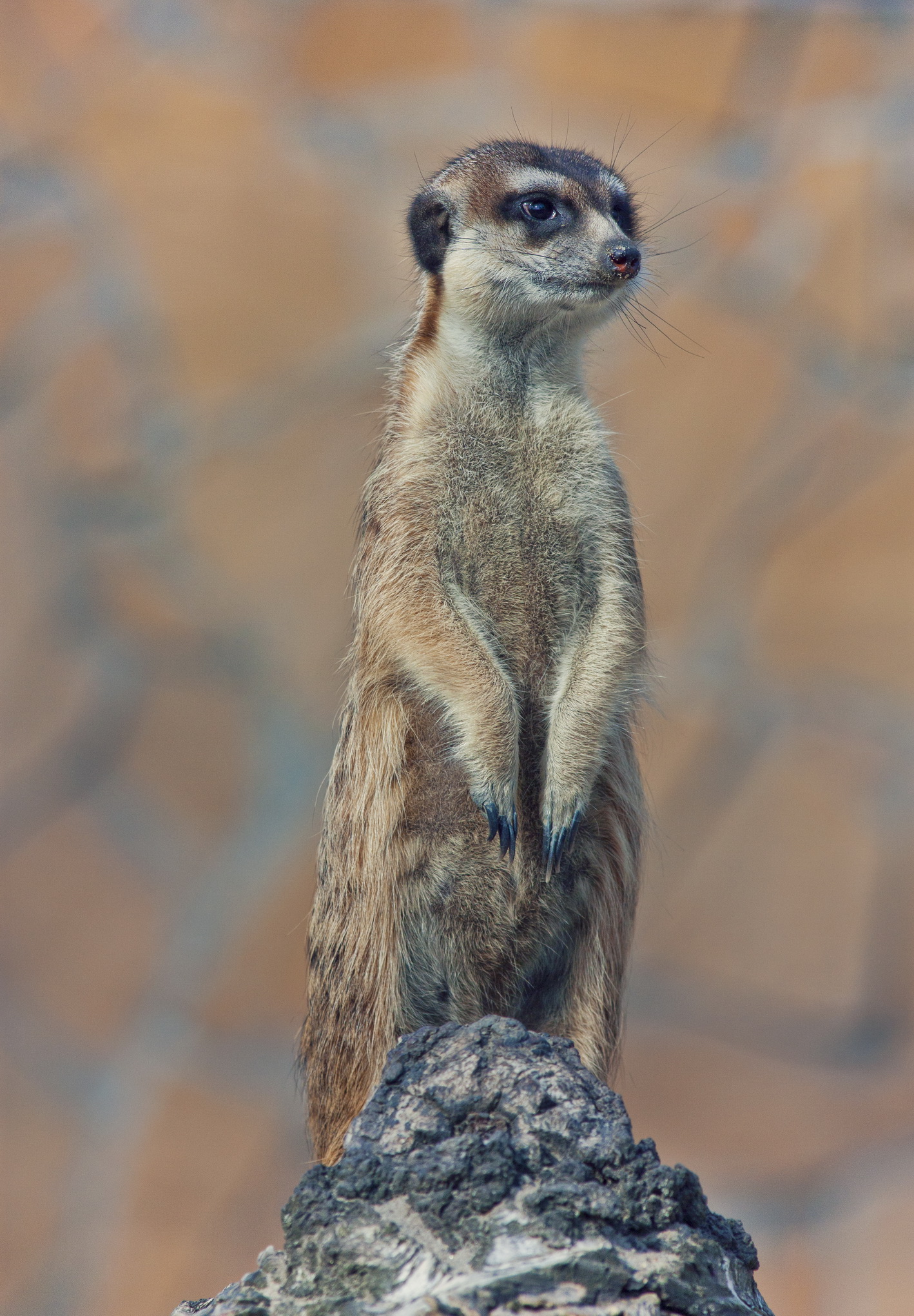 a meerkat standing on top of a rock in the wild