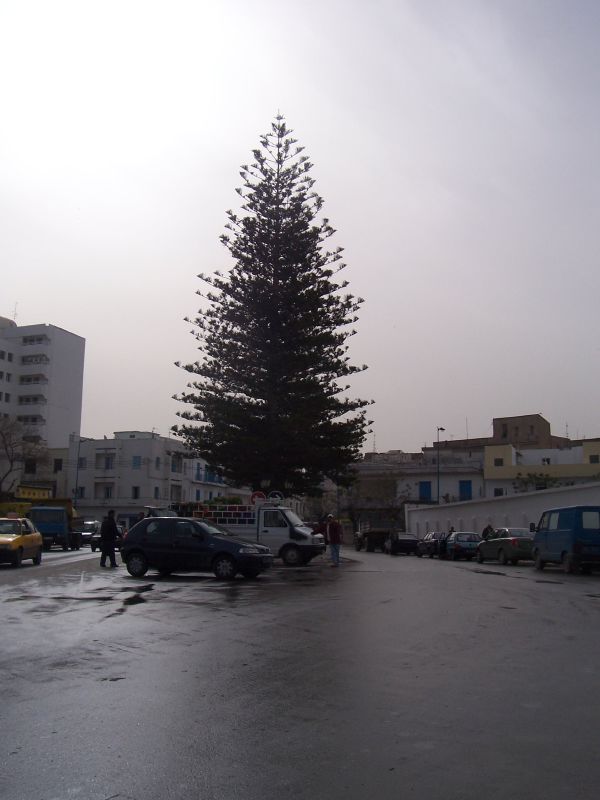 a tree is shown on a snowy street