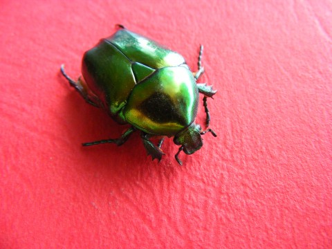 a green bug sitting on top of a red table