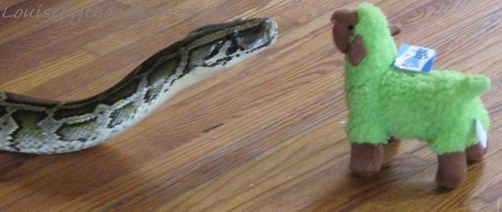 a snake is eating the carpet with a stuffed animal