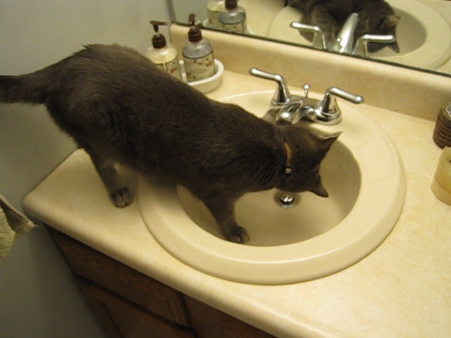 cat drinking water from a bathroom sink