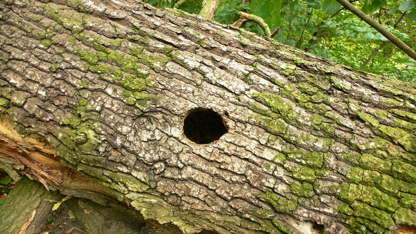 a tree trunk with green moss growing all over