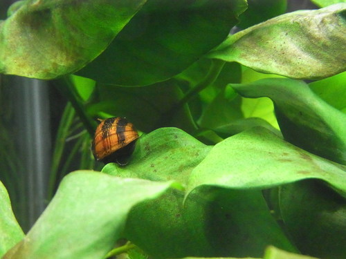 an orange and black insect on a green leaf