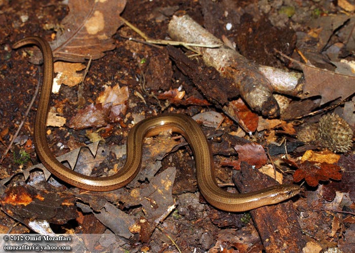 a close up of a small brown snake