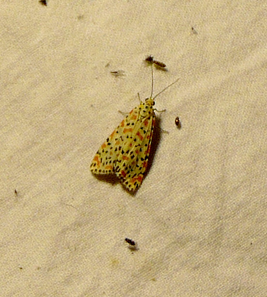 a small orange and yellow erfly on the sand