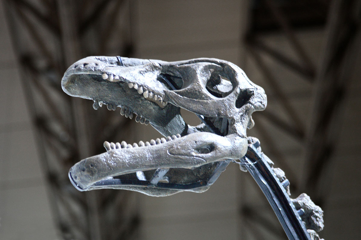 a t - rex skeleton of an alligator in an enclosure