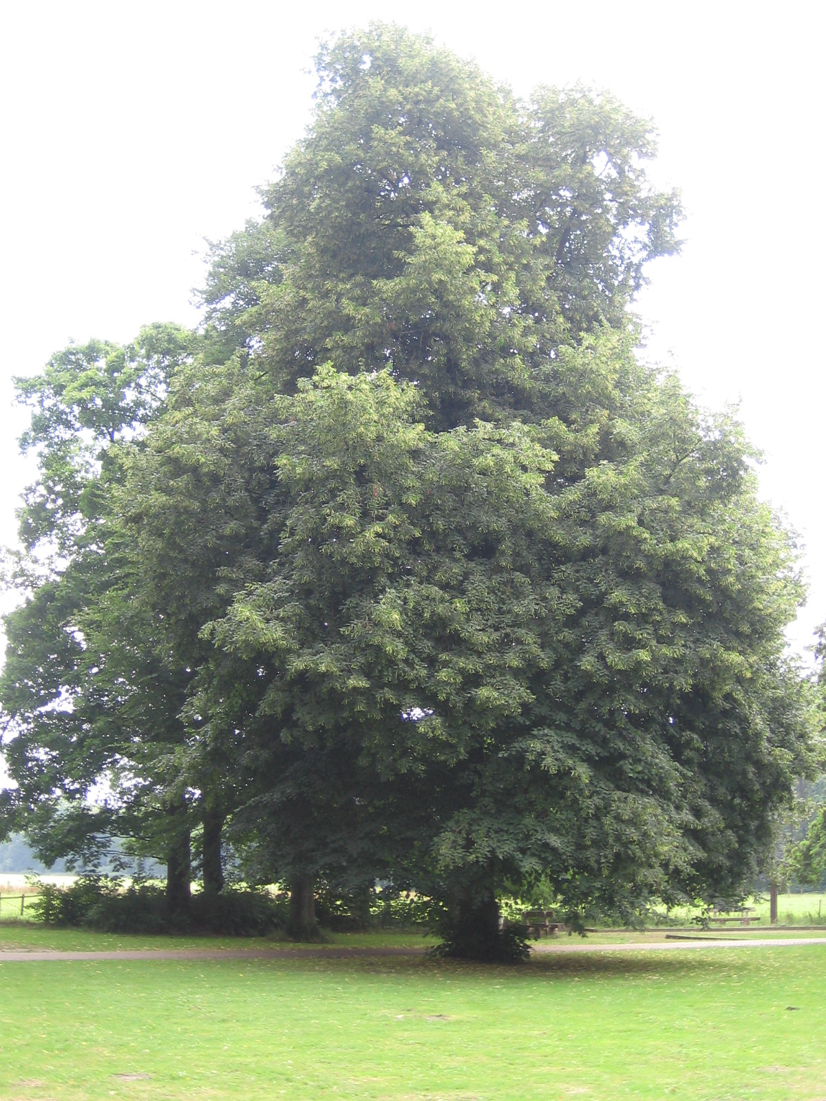 an enormous tree on a grassy field with a bench below