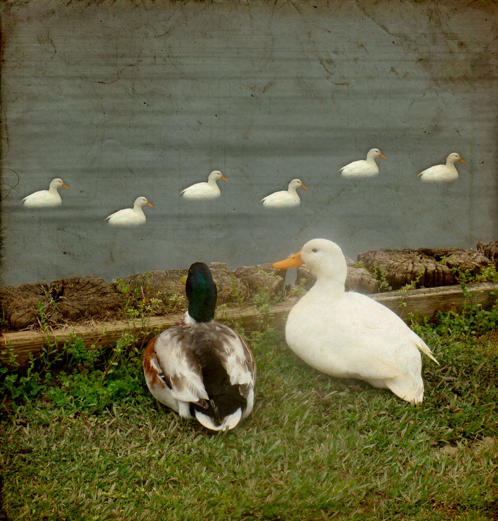 a group of ducks sitting on the grass near water