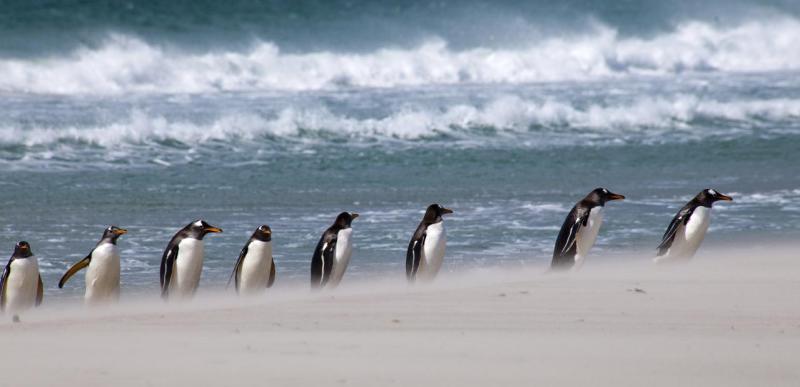 several penguins on the sand at the beach