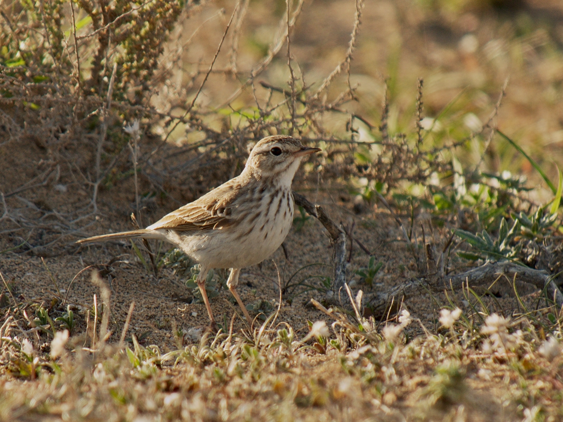 a little brown and white bird standing on a grass field