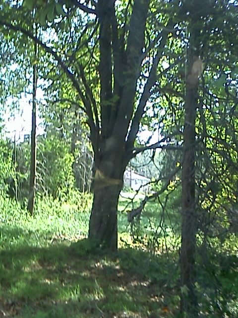 an empty bench sits under a tree in the forest