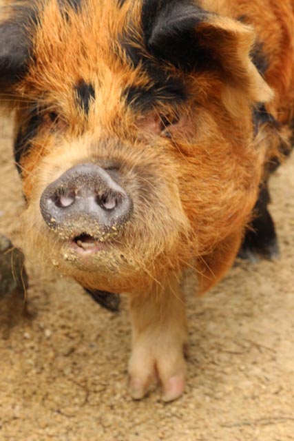 there is a very cute pig that has a hair on it