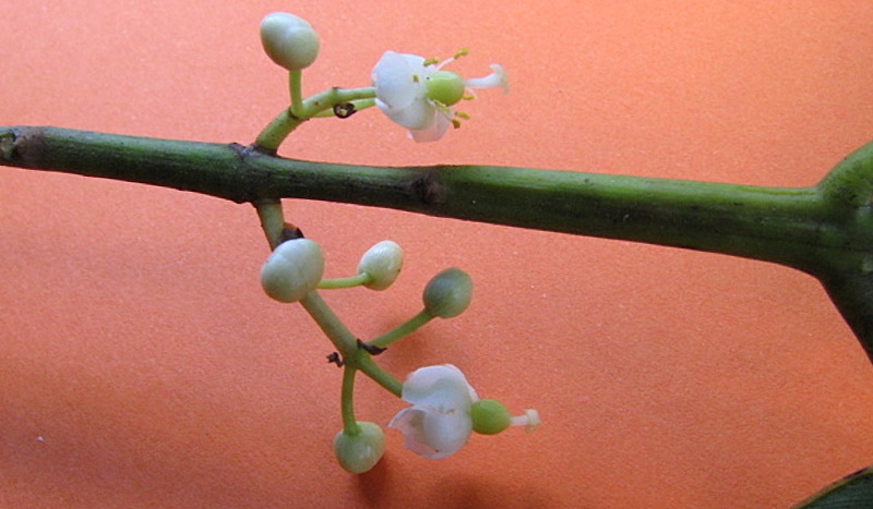 a close - up image of white flowers and green leaves
