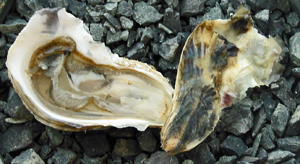 the shell of a oyster washed over is sitting on the rocks