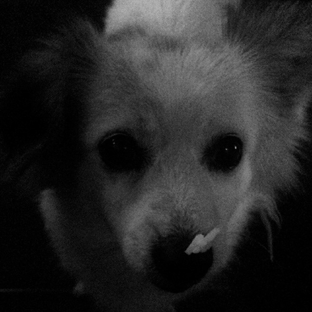 black and white image of a puppy chewing on soing