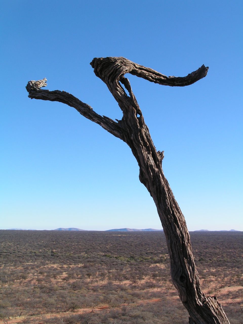 there is a bare tree that has a bird perched on it