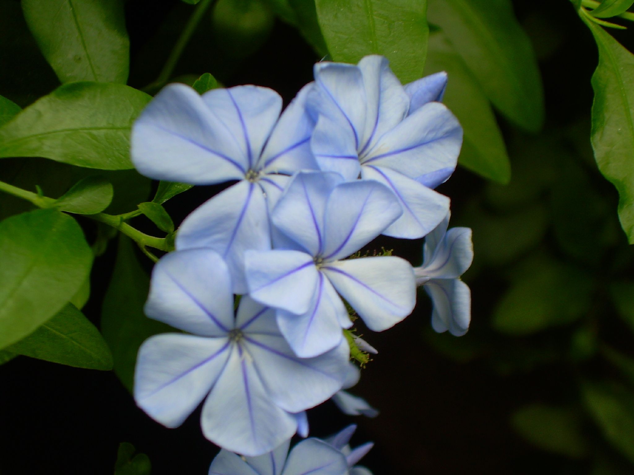 four blue flowers are pictured in this image