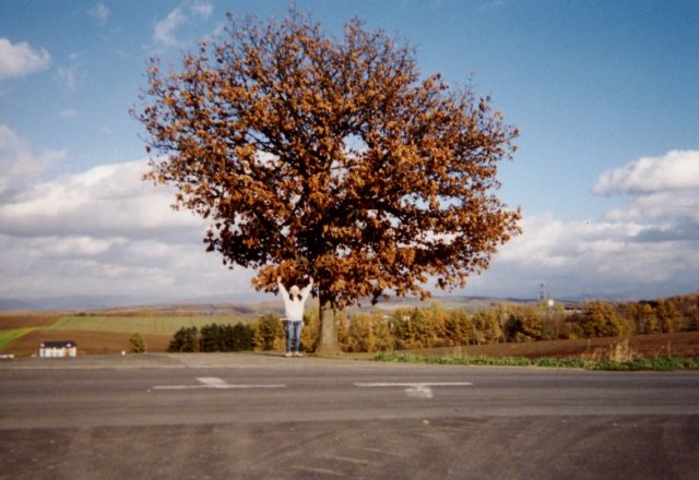 an image of a tree and the road on a sunny day