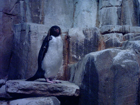 a small bird is standing on rocks and the penguins are looking around