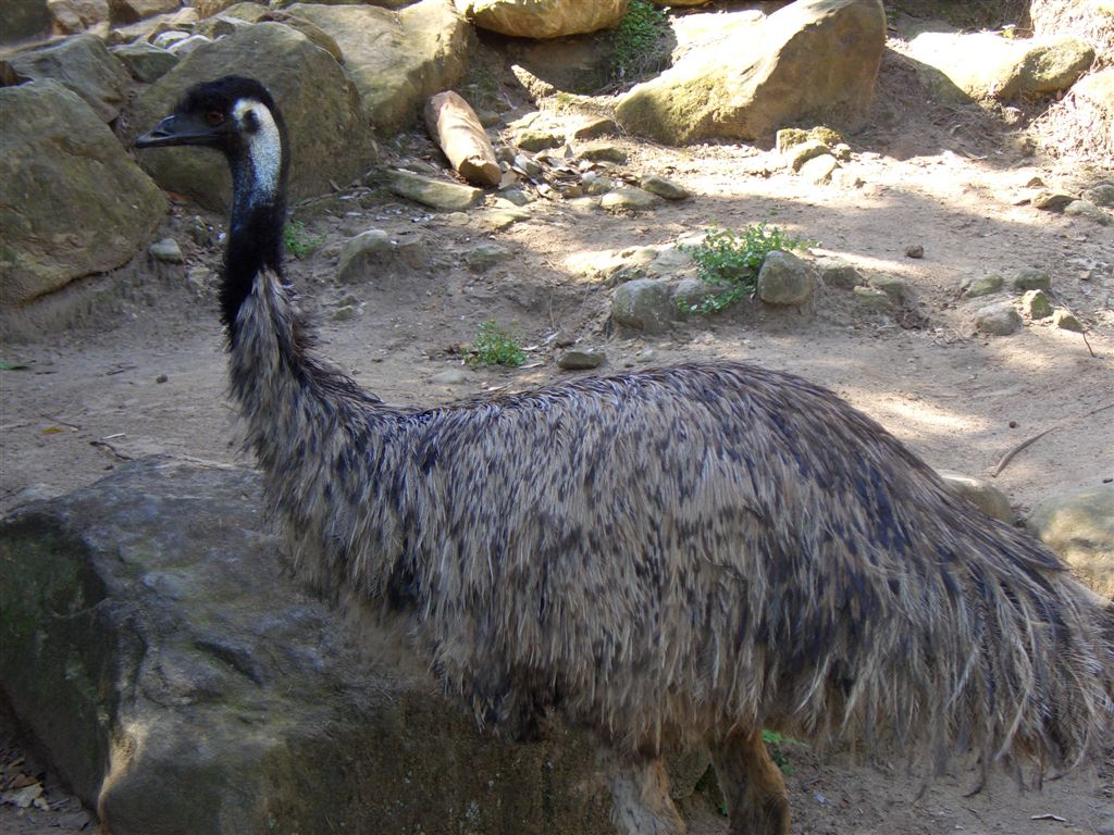 an emu with wet fur walking around a zoo enclosure