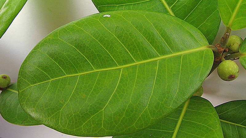 a close up of leaves with budding and buds