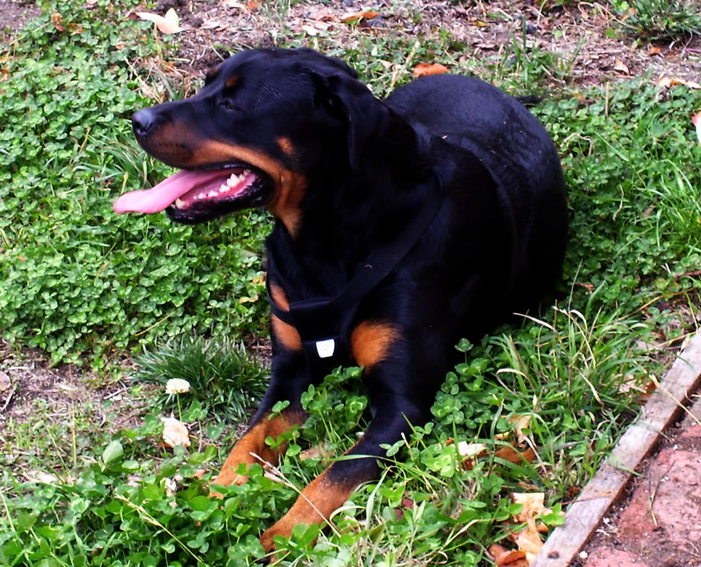 a black and brown dog laying on the grass next to some flowers