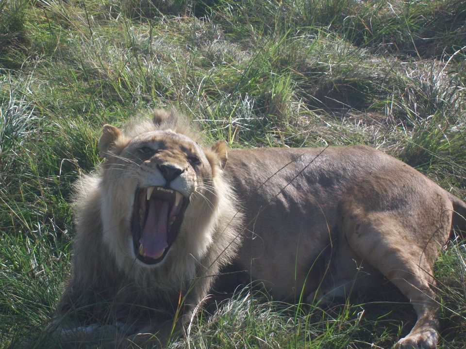 a lion that is laying down in the grass