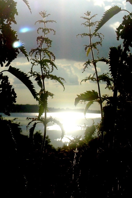 tall weeds stand in front of the sun