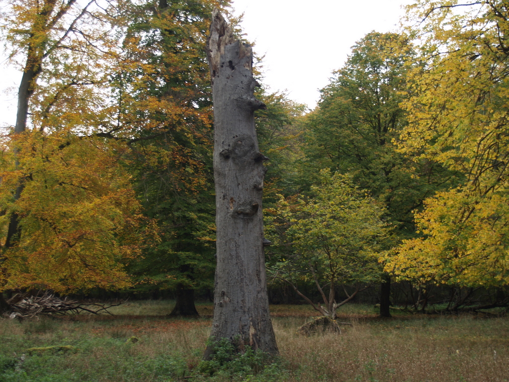 a tall tree is standing in the grass